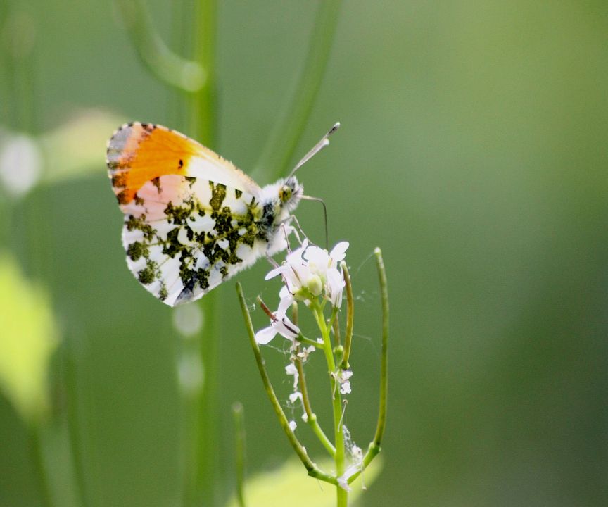 anthocaris cardamines M e F